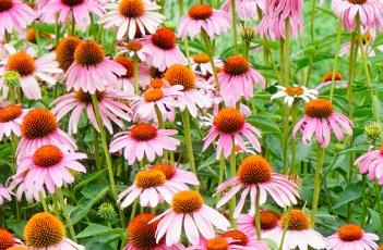 盆栽松果菊的养护方法