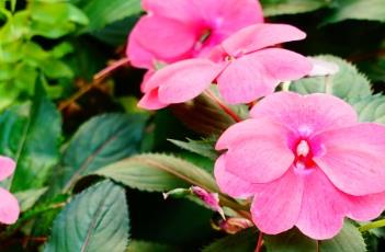 新几内亚凤仙花的养护方法