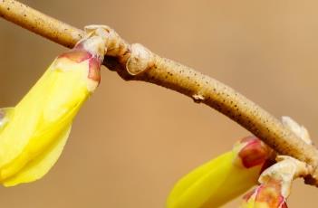 金钟花(金钟花的养殖方法和注意事项)