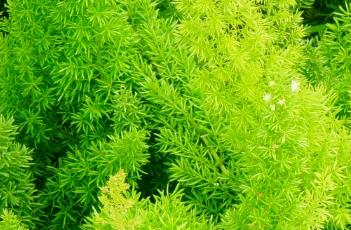 狐尾天门冬 狐尾天门冬叶子发黄是什么原因