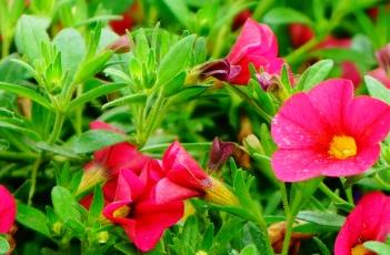 超级苏蓓卡舞春花