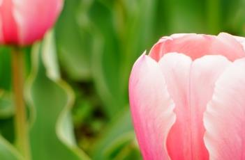 肉色印记郁金香