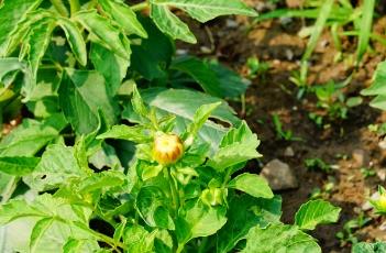 粉色魅力大丽花