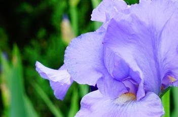 鸢尾的栽培技术