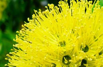 金蒲桃的栽培技术