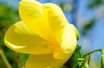 黄花羊蹄甲 黄花羊蹄甲作文