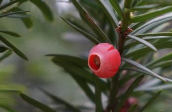 欧洲红豆杉