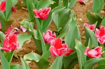 粉色印记郁金香