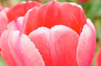 粉色印记郁金香