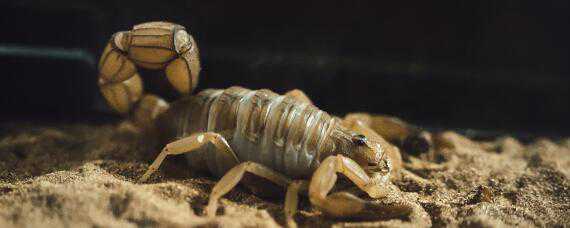 蝎子怎么养殖在家里怎么养殖蝎子 蝎子怎么养殖在家里怎么养殖蝎子视频