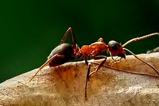 红火蚁最怕什么 红火蚁最怕什么气味