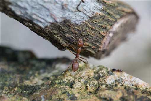 红火蚁最怕什么（红火蚁最怕什么昆虫）