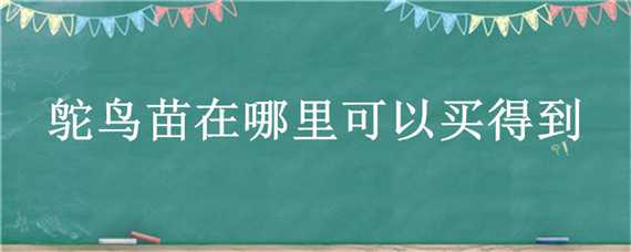 鸵鸟苗在哪里可以买得到 鸵鸟种苗在哪买到