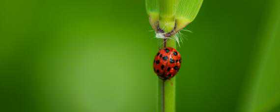 哪些瓢虫是益虫哪些瓢虫是害虫 哪些瓢虫是益虫哪些瓢虫是害虫调查表