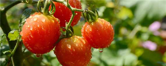 西红柿育苗方法和时间和追肥时间 西红柿育苗方法和时间和追肥时间一样吗