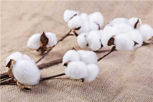 新疆棉花多少钱一斤 新疆棉花多少钱一斤2022