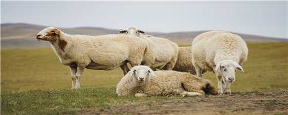 绵羊的养殖技术与管理（绵羊的养殖技术与管理流程）