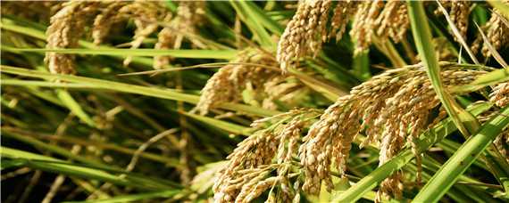 水稻起源于哪里 水稻的发源地出自于哪里