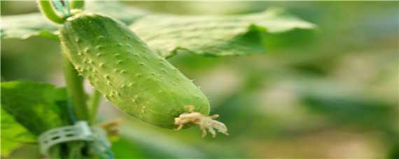 黄瓜幼苗期易得的病害 黄瓜幼苗期易得的病害有哪些