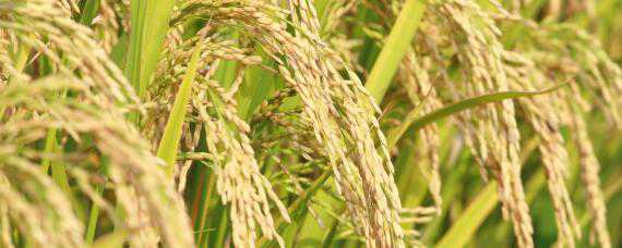 绥粳106水稻种子的主要特征（绥粳106水稻种子介绍）