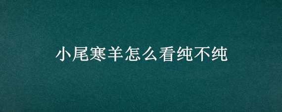 小尾寒羊怎么看纯不纯 小尾寒羊怎么挑选