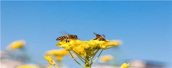 怎么养蜂 怎么养蜜蜂 新手