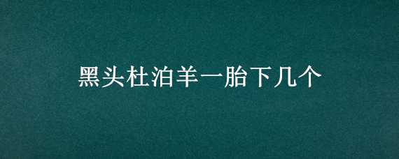 黑头杜泊羊一胎下几个（黑头杜泊羊一年几胎）