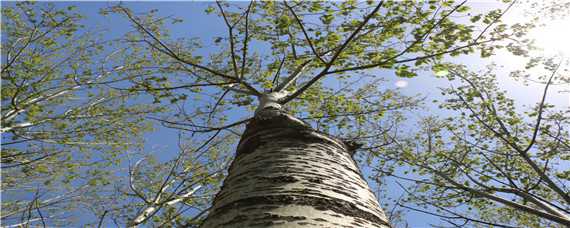 杨树种植技术要点（杨树种植技术要点总结）