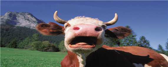 牛穿鼻子为什么不反抗 为什么要穿牛鼻