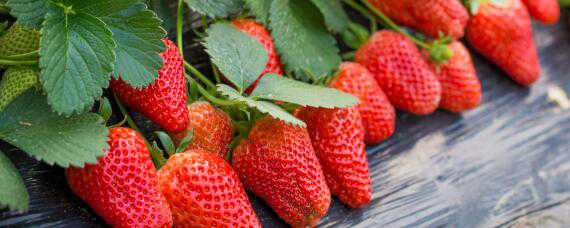 草莓的生长环境和条件（草莓的生长环境和条件简介）