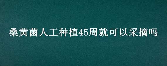 桑黄菌人工种植45周就可以采摘吗 桑黄菌人工种植45周就可以采摘吗视频