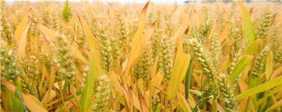 小麦的生长环境 小麦的生长环境是什么气候