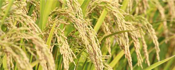 再生稻品种有哪些 再生稻品种有哪些