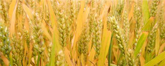 春节后小麦的管理技术要点 春季小麦管理技术要点