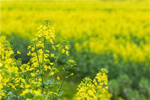 江西一大学培育出38种颜色油菜花