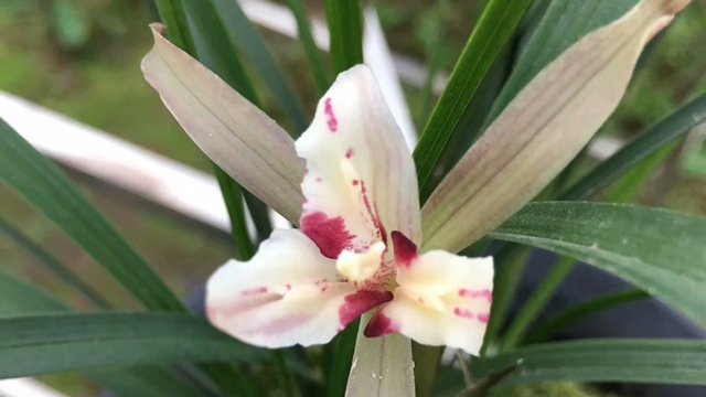 兰花花语是什么（兰花花语是什么象征着什么）