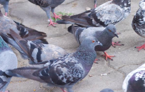 种鸽养殖成本及利润分析（种鸽养殖成本及利润分析表）