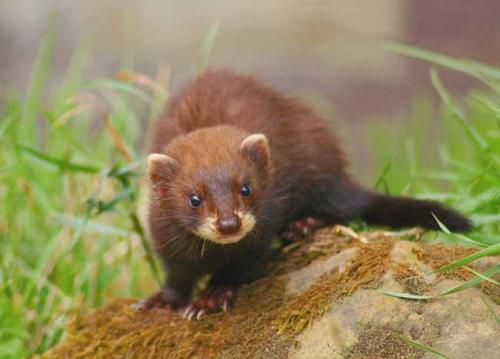 水貂养殖技术新方法（水貂养殖技术新方法视频）