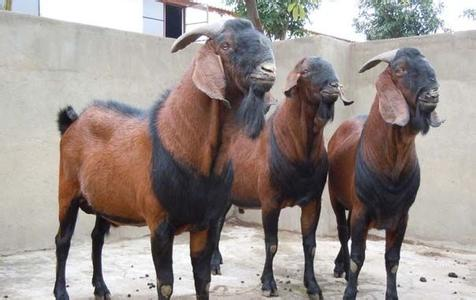 简阳大耳羊怎么养殖 简阳大耳羊怎么养殖出来的