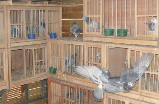 信鸽鸽舍怎么建造 信鸽鸽舍怎么建造好