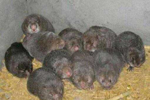 竹鼠养殖场怎么建造 竹鼠养殖场怎么建造的