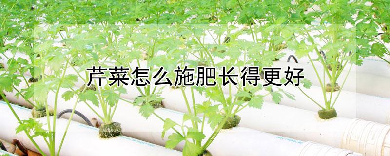 芹菜怎么施肥长得更好