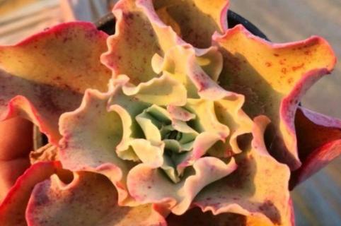 高砂之翁怎么爆头