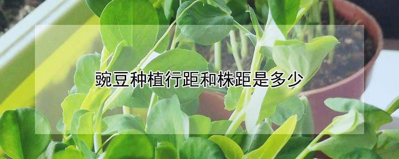 豌豆种植行距和株距是多少