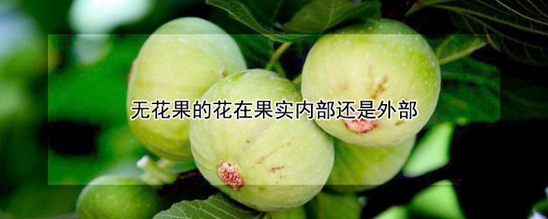 无花果的花在果实内部还是外部