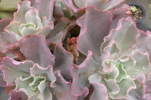 高砂之翁怎么爆头