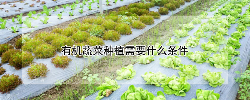 有机蔬菜种植需要什么条件