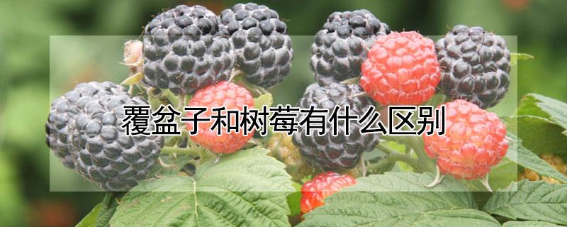 覆盆子和树莓有什么区别（覆盆子和树莓是一种吗）
