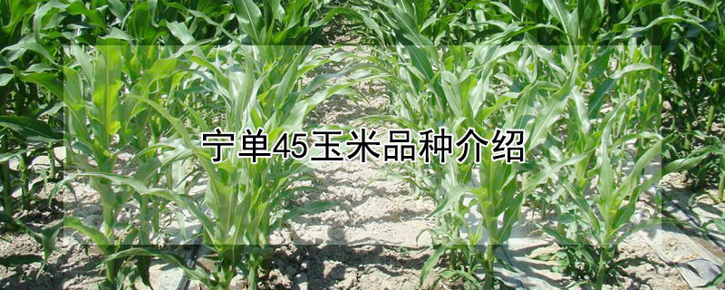 宁单45玉米品种介绍