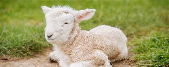 一只羊一年吃多少草料 一只羊一年吃多少草料钱
